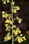 Buckley's goldenrod 